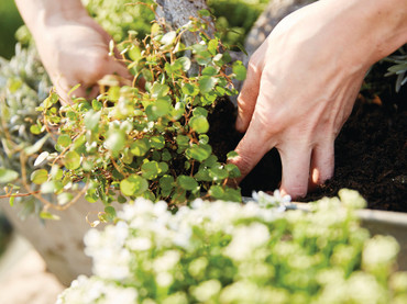 1. Text 3er Kampagne Compo 2026 