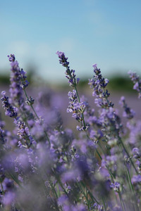 Stress und Angst durch Corona: Lavendel für mehr Lebensqualität