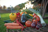 Echt Bio: Gemüsevielfalt im eigenen Garten