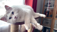 Samtpfote allein zu Haus: Auch Katzen verspüren Trennungsschmerz