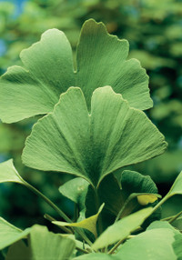 Ginkgo-Spezialextrakt bei Tinnitus: Auf Qualität kommt es an