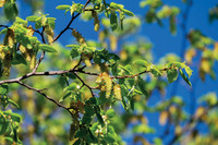 Robuste Klimagewächse: Die richtigen Bäume für den Garten