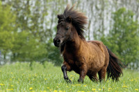 Indiz für Hormonstörung: Langes, lockiges Fell bei Pferden