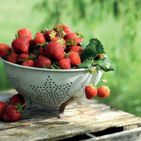 Bio-Genuss in Rot und Weiß: Spargel und Erdbeeren aus ökologischem Anbau