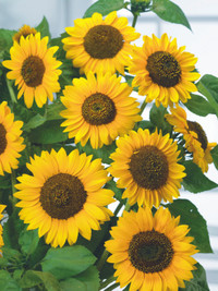 Vogelfreundliche Blumen