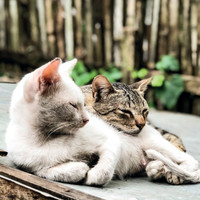 Wohlfühl-Atmosphäre für Katzen schaffen