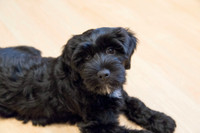 So lernt der Hund, allein zu bleiben
