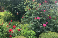 Gesunde und kräftige Rosen: Pflanzen-Power für die Königin des Gartens