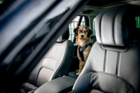 Entspannter Urlaub mit Hund
