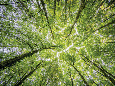 Schonend für die Umwelt – Kreislauf von Wellpappe