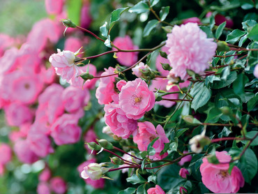 Der nächste Sommer kommt bestimmt: Rosen richtig pflegen