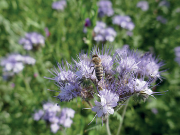 Mit wenig Aufwand: Kleine Paradiese für Bienen, Insekten & Co.