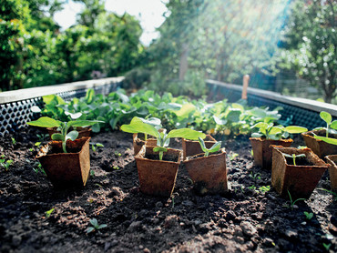 Eine Frage des Materials: Welches ist das beste für ein Hochbeet?