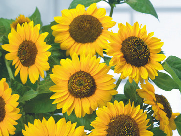 Vogelfreundliche Blumen