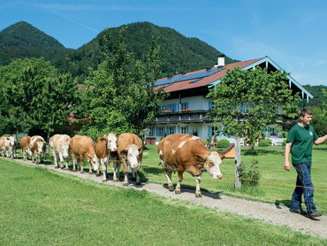 Ab auf die Weide: Gesunde Kühe – gesunde Milch
